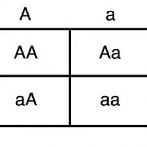 Punnett Square | BackYard Chickens - Learn How to Raise Chickens