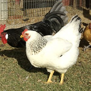 Blue Andalusian Rooster "Smokey Desperado" and Delaware hen "Mimi"