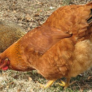 Lucy, NHR, lays large pink-blushed light brown eggs