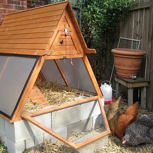 The winterized version of the chicken tractor, raised on blocks. Stuffed with straw and windows in place, it is ready for cold, windy days.