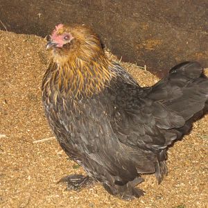 Brown/red d'Uccle hen | BackYard Chickens - Learn How to Raise Chickens