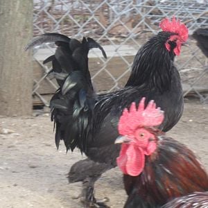 Black d'Uccle rooster | BackYard Chickens - Learn How to Raise Chickens