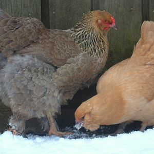 Blue Partridge Brahma and Buff Ameraucana. Brahma shown here is less than 1 yr old and still growing.