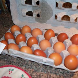 my Silver Cuckoo Marans eggs.jpg