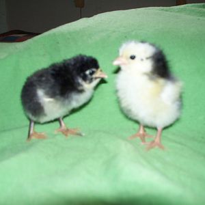 Black Java & one chick with the mottled gene