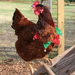 Ellie, the head of the coop, a Rhode Island Red. Narrowly escaped from two dogs.  She was running for her life when my daughter raced into yard and opened coop door. Ellie slowed to a stroll as soon as she reached home base and leisurely walk through the door to safety.