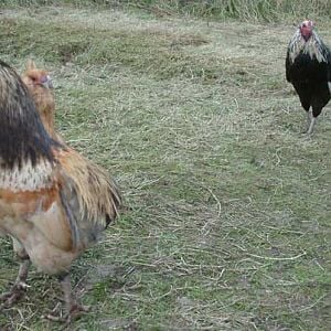 Marango and son with a Buff Ameraucana hen scuttling by. These two are Araucanas, both tufted however the father's (left) are hardly visible anymore.