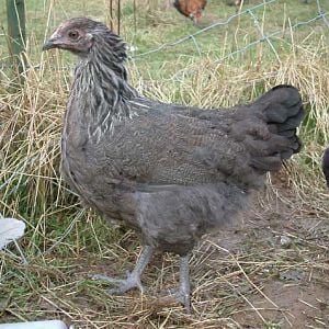 olive egger pullet, normal