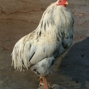 cookies'n'cream, araucana cock