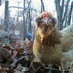 Pickles, our easter egger hen