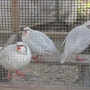 Silver Chukars