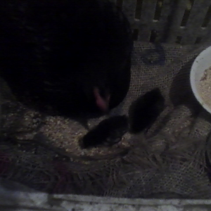 henny and chicks.png this is them in a create when we first got them home the only one we have now