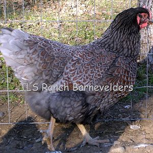 Blue Barnevelder hen