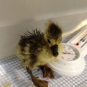 Cadbury, 1 day old