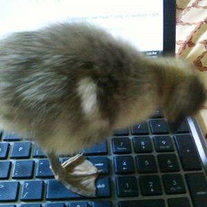 A Toulouse goose on my keyboard