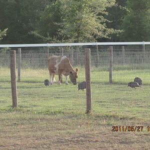 Crispy my mini milk cow, and my Guinea hens. Those hens travel farther than my chickens keeping my hayfield free of bugs and pests.