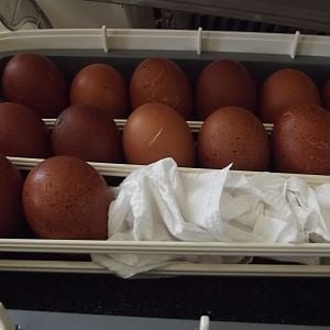 Wheaten eggs