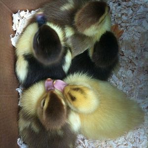 Day old Muscovy ducks