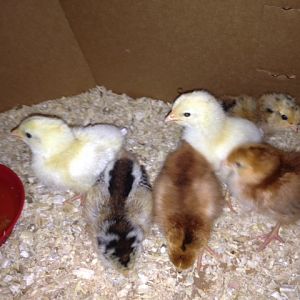 First day home with six new chicks. Two Ameracaunas, two Rhode Island Reds and two Gray Leghorns.