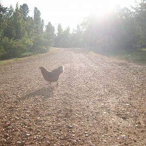 Chicken named Kitten, crossing the road.