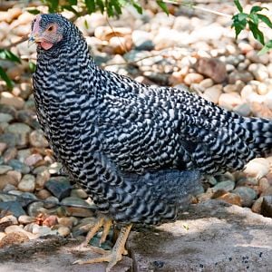 Cecil the Barred Rock-  always first to the camera