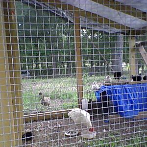 Chicks in the chicken tractor with one hen who has a hurt leg June
