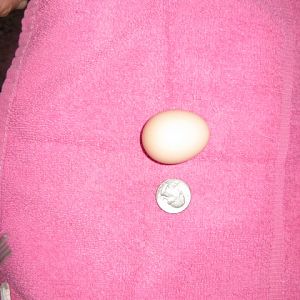 first Freedom  Ranger egg   so small such a large bird
