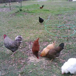 Some of my chickens and my big rooster free ranging....