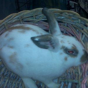 This is peanut butter he is a 1 year old mini rex rabbit and he has a special story 

he was the first rabbit ever bred by us we decided to keep him being the runt and being the only rabbit who looked like what he looks like also he came from the first liter we ever had