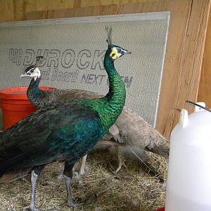 This is Bogie and Bacall, my two new peafowl. He is an Imperator and she is a purple.