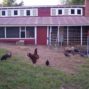 BackYard Chickens - Learn How To Raise Chickens