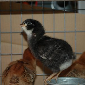 the little black one is a barred rock chick at a few days old