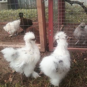 My two paint Silkies.  They are two months old and I don't know if they are hens or roosters.