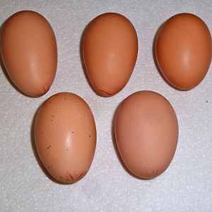 Our first five eggs. From left to right. July 30 (discovered at 8 pm in center egg box), July 31 (found at 4 pm. Laid after 10:30 am in left egg box), Aug. 1 (found at 4 pm in center. Laid after 2 pm.), Aug. 3 (found in center at 7:40 am and still warm. Laid after 6:30 am.), Aug. 4 (in center, laid after 7:30 am and found at 9:15 am). All had normal small yolks. I did observe Peach (21 week old Prod. Red) enter center egg box at 7:15 to lay the 5th egg. Also checked pubic bones and Peach's are widest (almost 3 fingers) and next up is actually Alaska (19 week old Black Australorp) at 2 1/2 fingers.