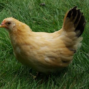 Black Tailed Buff Japanese Bantam, about eight weeks in this picture.