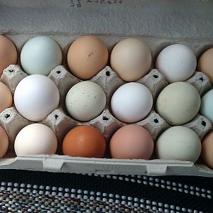 Now, isn't this a beautiful bunch of eggs?!