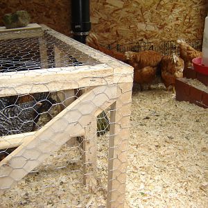 Brooding Box and new hens Lacey Wanda Karen and Ruby ISA Browns