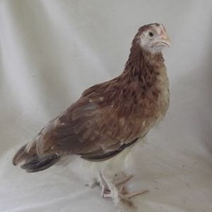 Wheaten Marans pullet ~ 8 weeks