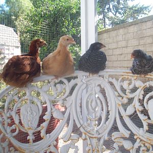 Peep, my brothers Rhode Island Red Pullet, Sunny, my moms Buff Orpington Pullet, Lady Lacey, my Barred Rock Pullet, and Speckles, my Barred Rock Cockerel.