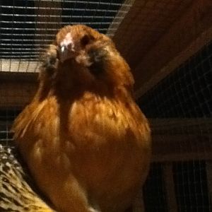 This is Britney (she passed on this morning, please check http://www.backyardchickens.com/t/701121/sudden-pullet-death for more info) When she first came in making her "What the heck is that thing? Get it away from me!!" face.