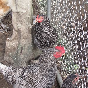 Barred Hollands as Teenagers