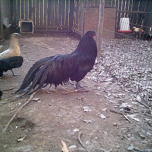 Sumatra Cock 051012