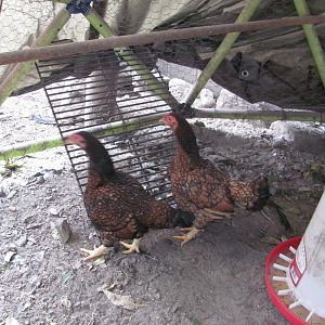 This is Tina & Tammy.  They are new (Very Old) Cornish hens I acquired. 
Thought about naming them Nenan & Tatunt  :o)