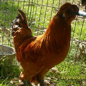 silkie/d'uccle mix