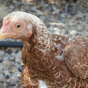 Starburst - White Laced Red Cornish Bantam Hen