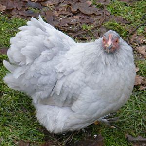 lavender Pekin