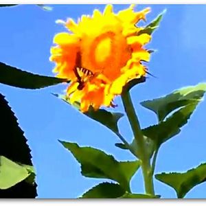 Beautiful butterfly on sunflower