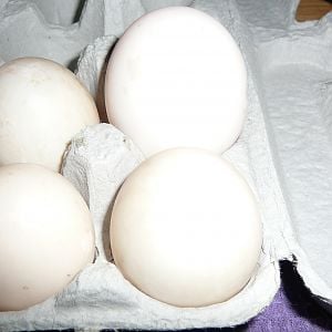 Duck Eggs
9/28/12
