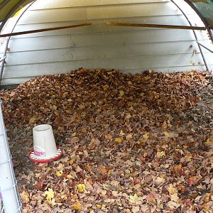 "Leafy Playpen"  getting ready for winter... have loads of leaves and pine needles for the run stored in the garage, more raking to do here, and I have friends saving all their leaves for me as well!