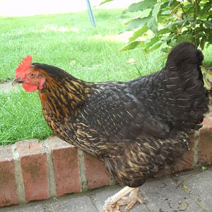 Fergie before she was ill and died. Such a lovely friendly hen.